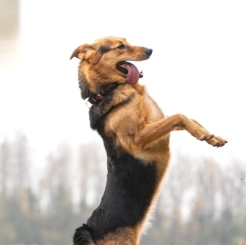 Собаки в добрые руки - Эрика - 3