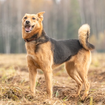 Собаки в добрые руки - Эрика - 4