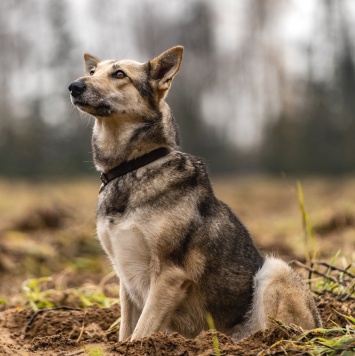 Кэти - Собаки в добрые руки