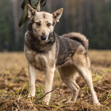 Собаки в добрые руки - Кэти - 2