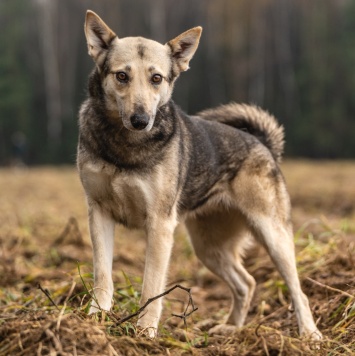 Собаки в добрые руки - Кэти - 3