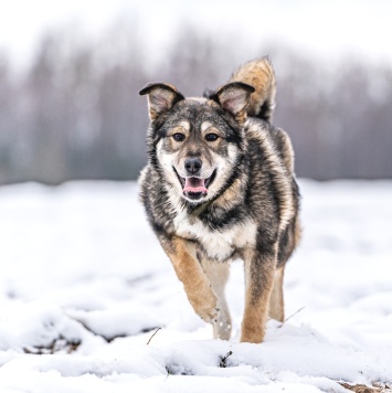 Хэппи - Собаки в добрые руки