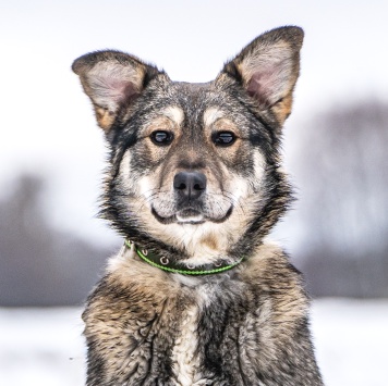 Собаки в добрые руки - Хэппи - 1