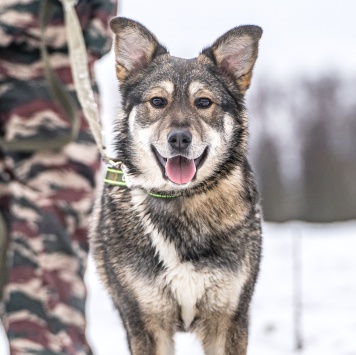 Собаки в добрые руки - Хэппи - 3