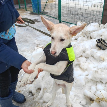 Собаки в добрые руки - Краш - 1