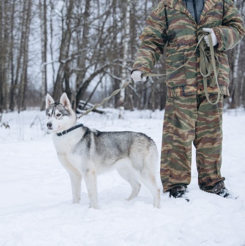 Собаки в добрые руки - Тина - 3