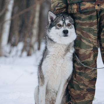 Собаки в добрые руки - Тая - 2