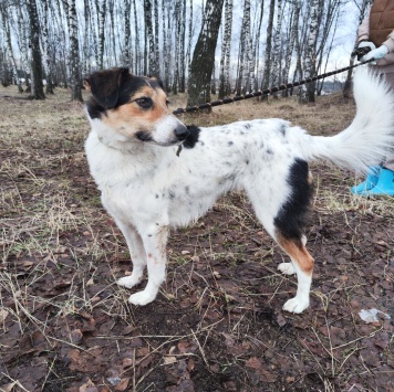 Собаки в добрые руки - Джун - 2