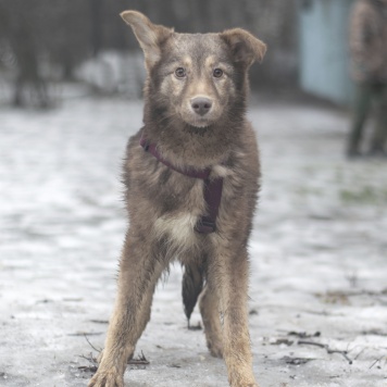 Собаки в добрые руки - Эклер - 3