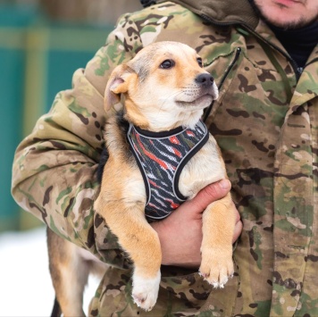 Собаки в добрые руки - Робин - 1