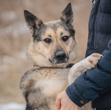 Собаки в добрые руки - Дакота - 3