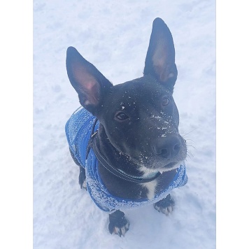 Собаки в добрые руки - Гром