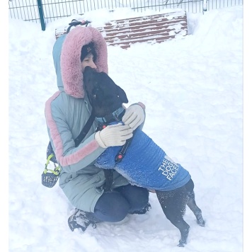 Собаки в добрые руки - Гром - 3