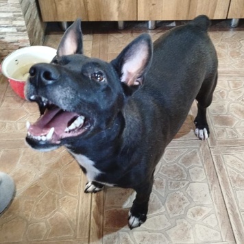 Собаки в добрые руки - Гром - 1