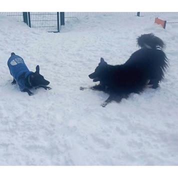 Собаки в добрые руки - Гром - 4