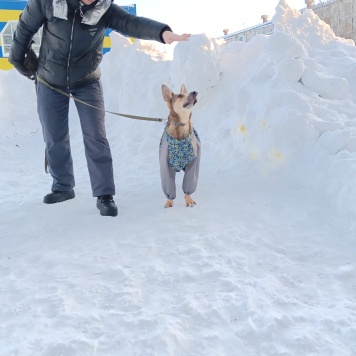 Собаки в добрые руки - Лэсси - 4