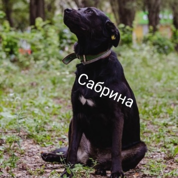 Собаки в добрые руки - Сабрина - 3