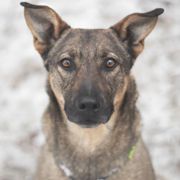 Собаки в добрые руки - Кимчи