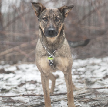 Собаки в добрые руки - Кимчи - 2