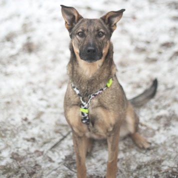 Собаки в добрые руки - Кимчи - 4