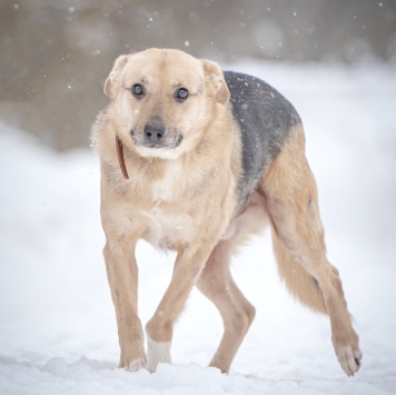 Джонни - Собаки в добрые руки