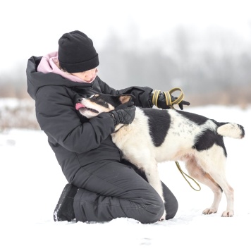 Собаки в добрые руки - Локи - 3
