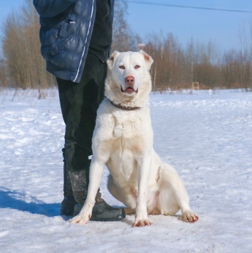 Собаки в добрые руки - Беверли - 3