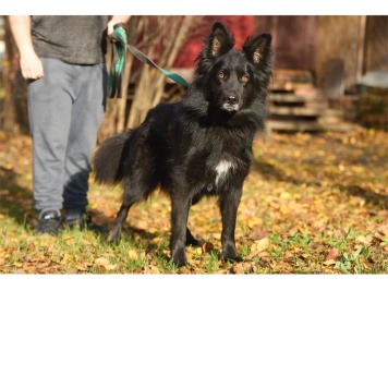 Собаки в добрые руки - Джим