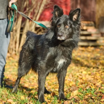 Собаки в добрые руки - Джим - 1