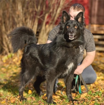 Собаки в добрые руки - Джим - 3