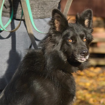 Собаки в добрые руки - Джим - 4