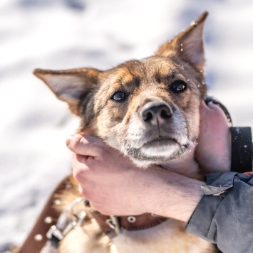 Кейси - Собаки в добрые руки