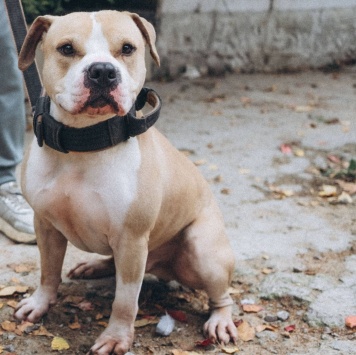 Собаки в добрые руки - Шейк