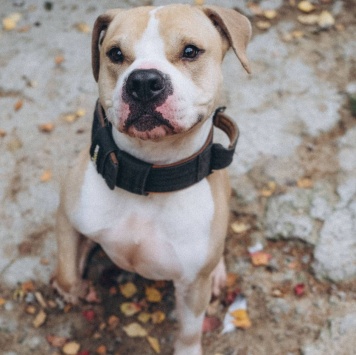 Собаки в добрые руки - Шейк - 1