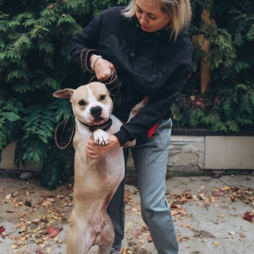 Собаки в добрые руки - Шейк - 2