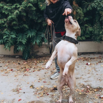 Собаки в добрые руки - Шейк - 3