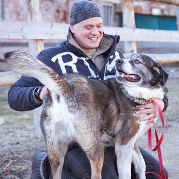 Собаки в добрые руки - Айна