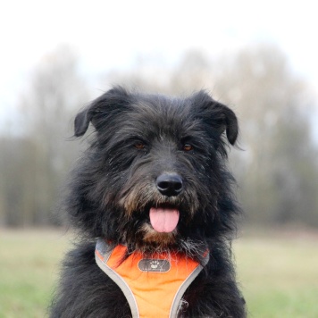 Собаки в добрые руки - Герман