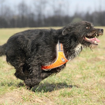 Собаки в добрые руки - Герман - 1