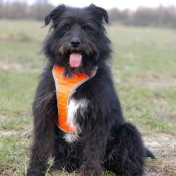 Собаки в добрые руки - Герман - 2