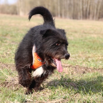 Собаки в добрые руки - Герман - 3