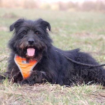 Собаки в добрые руки - Герман - 4