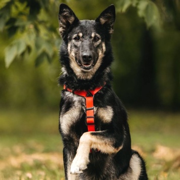 Собаки в добрые руки - Муза