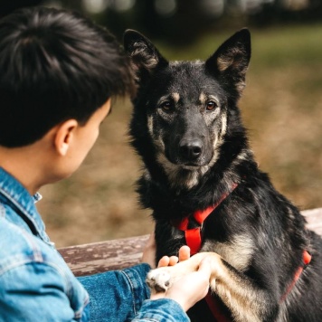 Собаки в добрые руки - Муза - 1