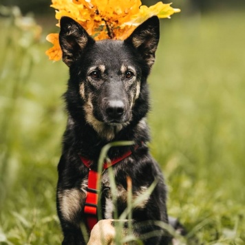 Собаки в добрые руки - Муза - 2