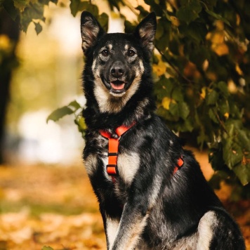 Собаки в добрые руки - Муза - 3