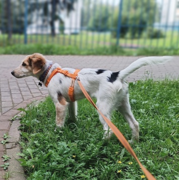 Собаки в добрые руки - Плутон - 2