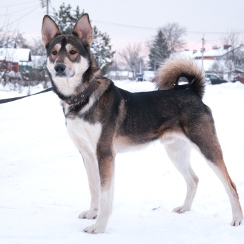 Собаки в добрые руки - Джои - 3