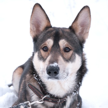 Собаки в добрые руки - Джои - 2