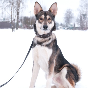 Собаки в добрые руки - Джои - 1